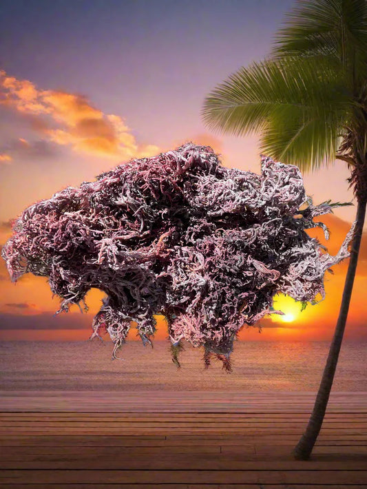 Royal Purple Raw Sea Moss